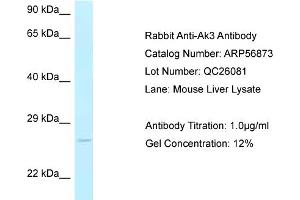 Western Blotting (WB) image for anti-Adenylate Kinase 3 (AK3) (C-Term) antibody (ABIN2786951) (Adenylate Kinase 3 抗体  (C-Term))