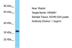 Western Blotting (WB) image for anti-Olfactory Receptor, Family 56, Subfamily B, Member 1 (OR56B1) (Middle Region) antibody (ABIN2791839)
