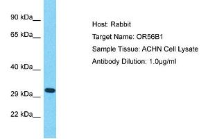 Host: Rabbit Target Name: OR56B1 Sample Type: ACHN Whole Cell lysates Antibody Dilution: 1. (OR56B1 抗体  (Middle Region))