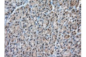 Immunohistochemical staining of paraffin-embedded Human liver tissue using anti-C9orf41 mouse monoclonal antibody. (C9orf41 抗体)