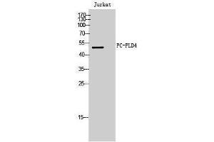 Western Blotting (WB) image for anti-Phospholipase D4 (PLD4) (C-Term) antibody (ABIN3176801) (Phospholipase D4 抗体  (C-Term))