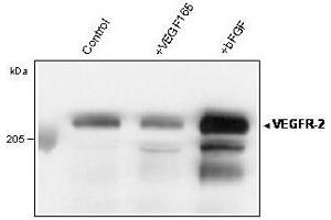 Western blot analysis of immunoprecipitated VEGFR-2/KDR from total lysate of HUVECs using anti-human VEGFR-2 Clone 4 (ABIN155179) (VEGFR2/CD309 抗体  (Extracellular Domain))
