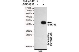 Immunoprecipitation of GSK3 beta from HeLa cell lysate using the GSK3B antibody. (GSK3 beta 抗体)