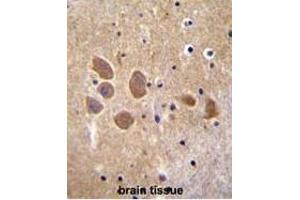 AP1M1 Antibody (Center) immunohistochemistry analysis in formalin fixed and paraffin embedded human brain tissue followed by peroxidase conjugation of the secondary antibody and DAB staining. (AP1M1 抗体  (Middle Region))