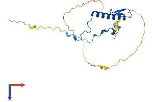 CDKN1B Protein (AA 1-198) (His tag)