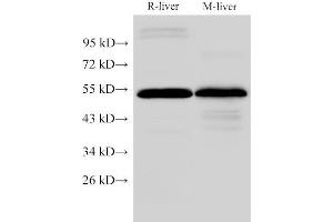 Western Blot analysis of Rat liver and Mouse liver using FGG Polyclonal Antibody at dilution of 1:2000 (FGG 抗体)
