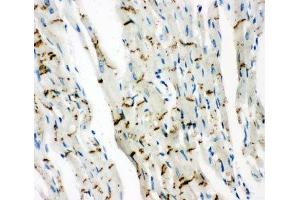 Immunohistochemistry (IHC) image for anti-Gap Junction Protein, alpha 1, 43kDa (GJA1) (AA 351-367) antibody (ABIN3031019)