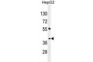 Western Blotting (WB) image for anti-SEC13 Homolog (SEC13) antibody (ABIN2995810) (SEC13 抗体)