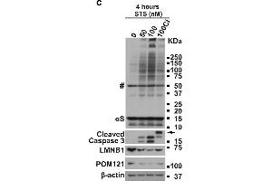 Western Blotting (WB) image for anti-POM121 Membrane Glycoprotein (POM121) (N-Term) antibody (ABIN2855297)