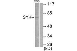 Western blot analysis of extracts from COS, using SYK (Ab-525) Antibody. (SYK 抗体  (AA 491-540))