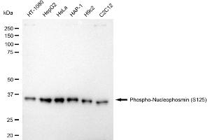 Western blotting analysis using phospho-nucleophosmin (S125) antibody (ABIN7799672).