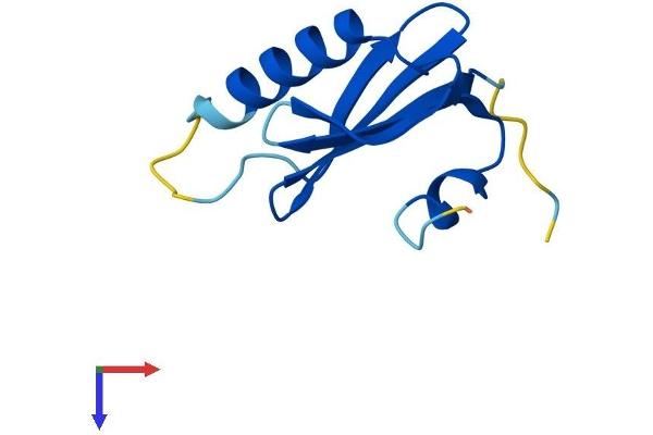 LAMTOR4 Protein (AA 1-99) (His tag)