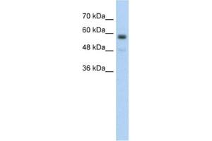 Western Blotting (WB) image for anti-Transmembrane Protein 8B (TMEM8B) antibody (ABIN2462586) (TMEM8B 抗体)