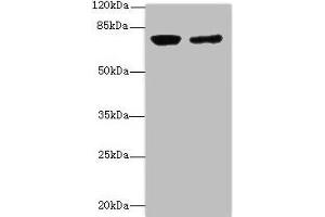 Western blot All lanes: LSS antibody at 0. (LSS 抗体  (AA 1-300))
