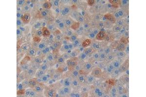 Used in DAB staining on fromalin fixed paraffin- embedded liver tissue (CHGB 抗体  (AA 448-664))