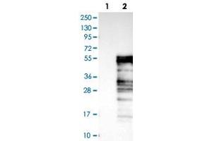 Western blot analysis of Lane 1: Negative control (vector only transfected HEK293T lysate), Lane 2: Over-expression Lysate (Co-expressed with a C-terminal myc-DDK tag (~3. (ELK3 抗体)