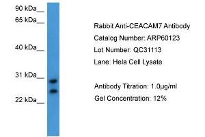 WB Suggested Anti-CEACAM7  Antibody Titration: 0. (CEACAM7 抗体  (C-Term))
