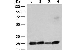 Western blot analysis of 231 K562 Jurkat and Raji cell lysates using CD48 Polyclonal Antibody at dilution of 1:550 (CD48 抗体)