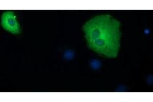 Immunofluorescence (IF) image for anti-Short Chain Dehydrogenase/reductase Family 9C, Member 7 (SDR9C7) antibody (ABIN1500841) (SDR9C7 抗体)