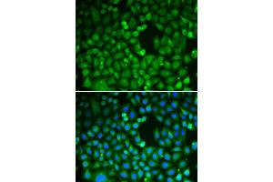 Immunofluorescence (IF) image for anti-CDC5 Cell Division Cycle 5-Like (S. Pombe) (CDC5L) antibody (ABIN1876740) (CDC5L 抗体)