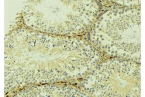 ABIN6268948 at 1/100 staining Mouse testis tissue by IHC-P. (LC3B 抗体  (N-Term))