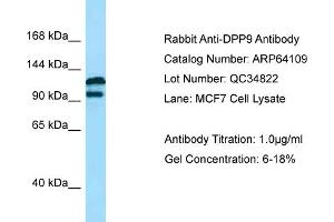 Western Blotting (WB) image for anti-Dipeptidyl-Peptidase 9 (DPP9) (N-Term) antibody (ABIN2789735) (DPP9 抗体  (N-Term))