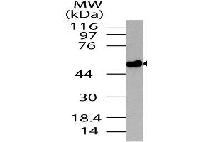Image no. 1 for anti-Neurotensin Receptor 2 (NTSR2) (AA 100-390) antibody (ABIN5027390) (NTSR2 抗体  (AA 100-390))