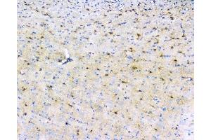 anti-Leucine Rich Transmembrane and 0-Methyltransferase Domain Containing (LRTOMT) (Middle Region) antibody