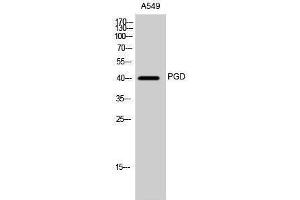 Western Blotting (WB) image for anti-Phosphogluconate Dehydrogenase (PGD) (Internal Region) antibody (ABIN3186413) (PGD 抗体  (Internal Region))
