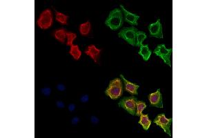 ABIN6264044 and ABIN6273287 staining Hela cells by IF/ICC.