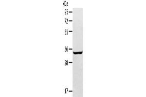 Western Blotting (WB) image for anti-Syntaxin 2 (STX2) antibody (ABIN2433963) (STX2 抗体)