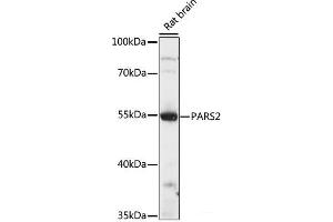 Western blot analysis of extracts of Rat brain using PARS2 Polyclonal Antibody at dilution of 1:1000. (PARS2 抗体)