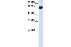 PIGT antibody used at 1 ug/ml to detect target protein. (Prolipoprotein Diacylglyceryl Transferase 抗体  (C-Term))