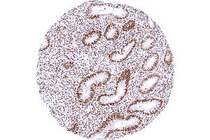 anti-Transducin-Like Enhancer of Split 1 (E(sp1) Homolog, Drosophila) (TLE1) antibody