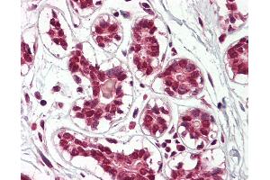 Anti-Cullin 2 / CUL2 antibody IHC of human breast. (Cullin 2 抗体  (AA 748-759))