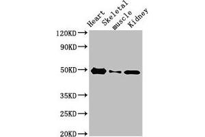 Western Blot Positive WB detected in: Rat heart tissue, Rat skeletal muscle, Mouse kidney tissue All lanes: ATP6V1C2 antibody at 3. (ATP6V1C2 抗体  (AA 190-262))