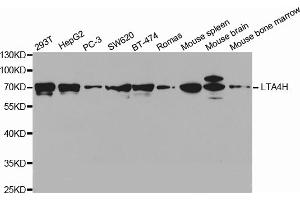Western blot analysis of extracts of various cell lines, using LTA4H antibody. (LTA4H 抗体)