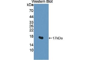 Detection of Recombinant H2AFV, Human using Polyclonal Antibody to H2A Histone Family, Member V (H2AFV) (H2AFV 抗体  (AA 3-128))