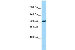 WB Suggested Anti-SEZ6 Antibody Titration: 1. (SEZ6 抗体  (C-Term))