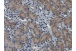 IHC-P analysis of Mouse Kidney Tissue, with DAB staining. (Calpain 5 抗体  (AA 26-343))