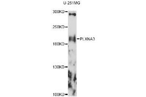 Western blot analysis of extracts of U-251MG cells, using PLXNA3 antibody (ABIN6290798) at 1:1000 dilution. (Plexin A3 抗体)