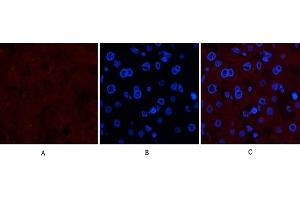 Immunofluorescence analysis of human liver tissue. (Collagen IV 抗体)