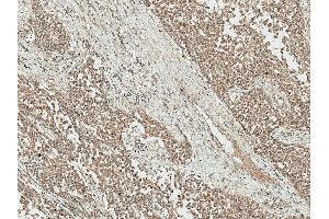 Immunohistochemistry analysis using Rabbit Anti-IGF-1 Polyclonal Antibody (ABIN5066645). (IGF1 抗体  (Atto 594))