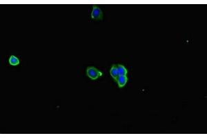 Immunofluorescent analysis of HepG2 cells using ABIN7167005 at dilution of 1:100 and Alexa Fluor 488-congugated AffiniPure Goat Anti-Rabbit IgG(H+L) (KIAA1432 (KIAA1432) (AA 951-1233) 抗体)