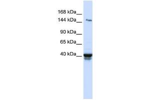 Western Blotting (WB) image for anti-Immunoglobulin Superfamily, Member 9 (IGSF9) antibody (ABIN2459304) (IGSF9 抗体)