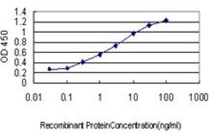 Detection limit for recombinant GST tagged MAF is approximately 0. (MAF 抗体  (AA 304-403))