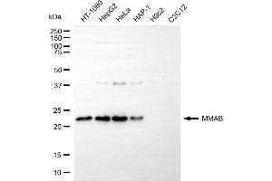 Western blotting analysis using MMAB antibody (ABIN7799392).