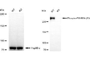 Western blotting analysis using phospho-POLR2A (S5) antibody (ABIN7800261). (Recombinant POLR2A/RPB1 抗体  (pSer5))