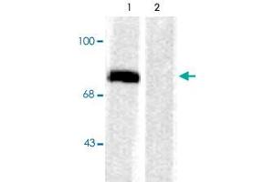 Western blot of rat cortex lysate showing specific immunolabeling of the ~78k Syn1 phosphorylated at Ser603 (Control). (SYN1 抗体  (pSer603))