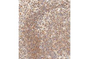 Immunohistochemical analysis of paraffin-embedded human appendix tissue using ABIN1539958 performed on the Leica® BOND RXm. (EpCAM 抗体  (AA 59-86))
